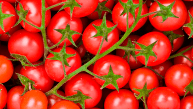 Cultivar Tomates Perfeitos
