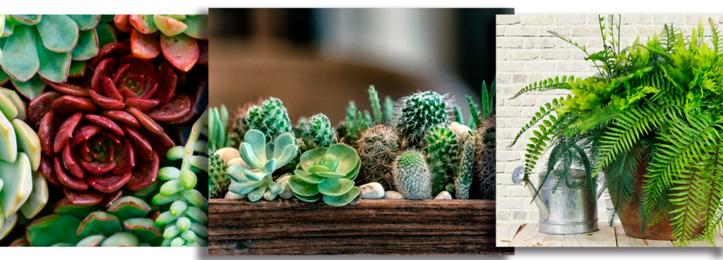 Plantas em Casa Suculentas, Cactos e Samambaias