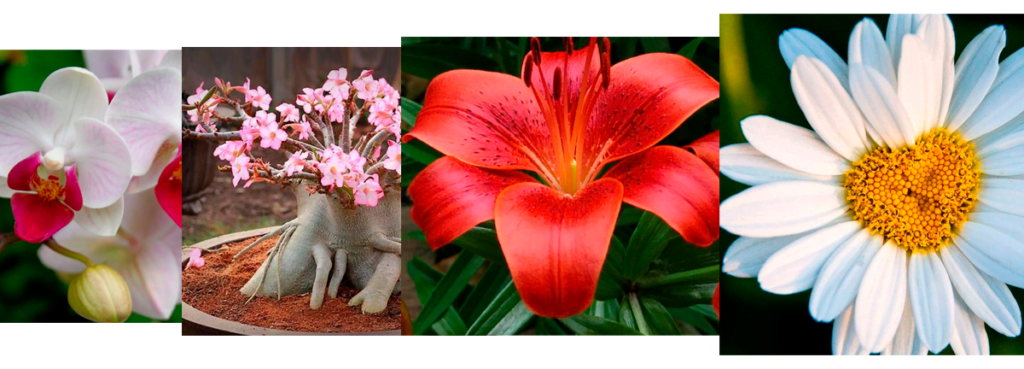 Orquídeas, rosas do deserto, lírios e margaridas 