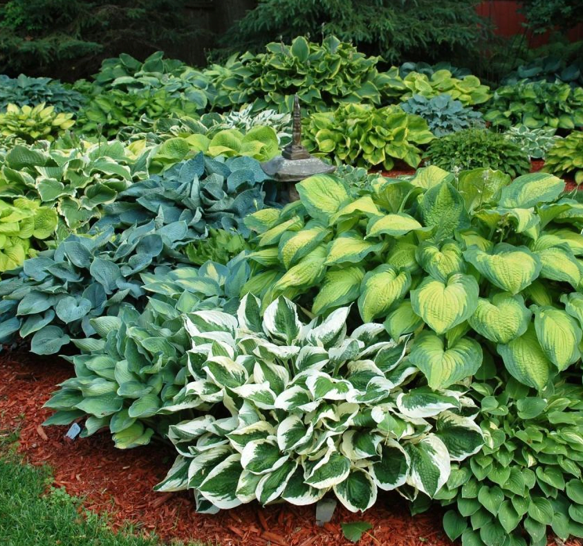 Hostas