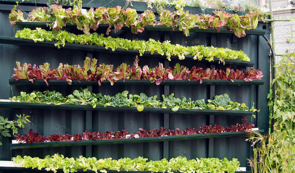 plantar horta orgânica em apartamento