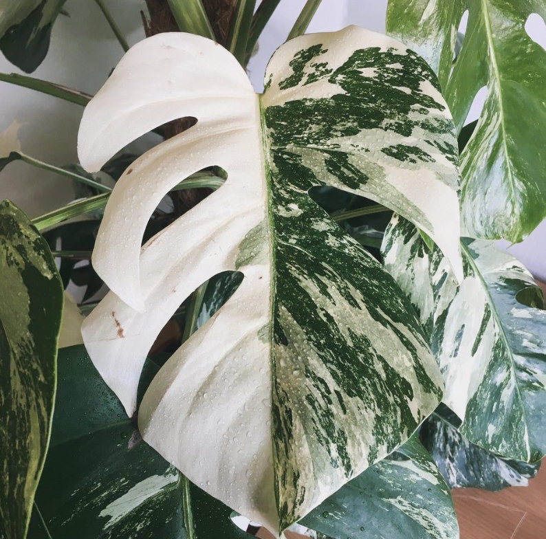 Monstera Deliciosa