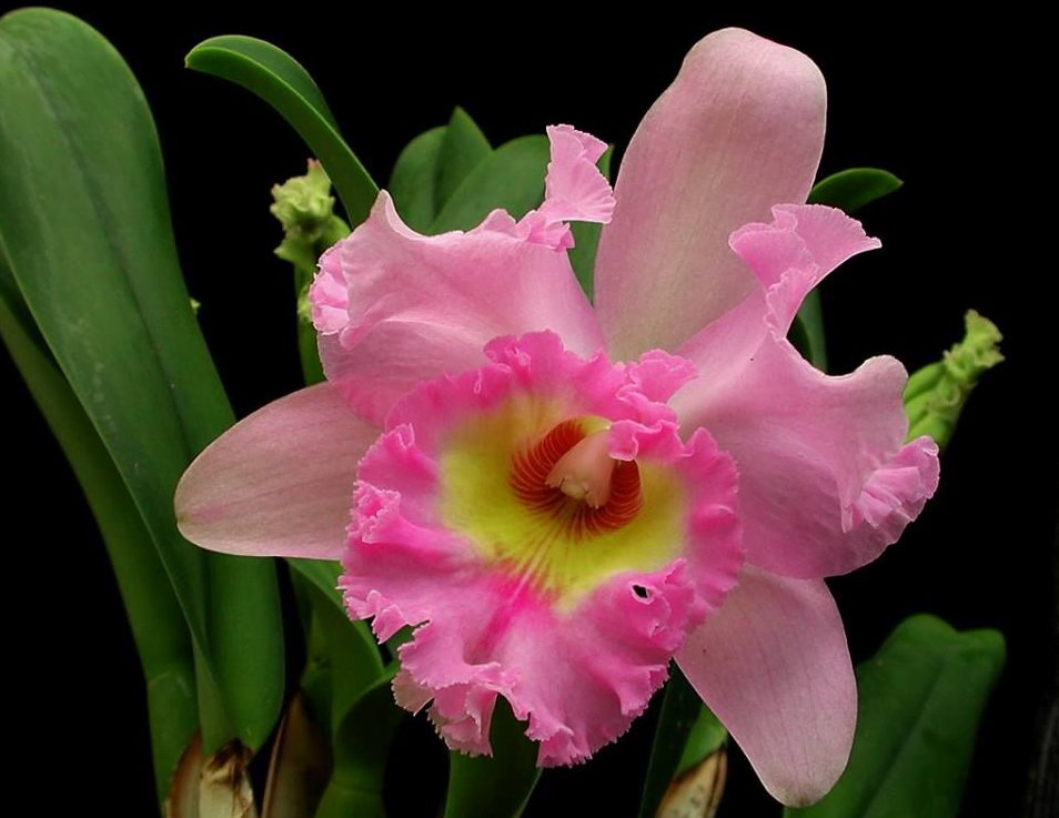 Orquídeas no Rio de Janeiro: Cattleya