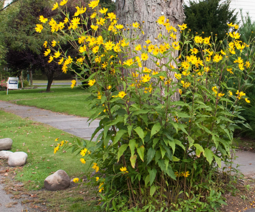 Jardim de Borboletas