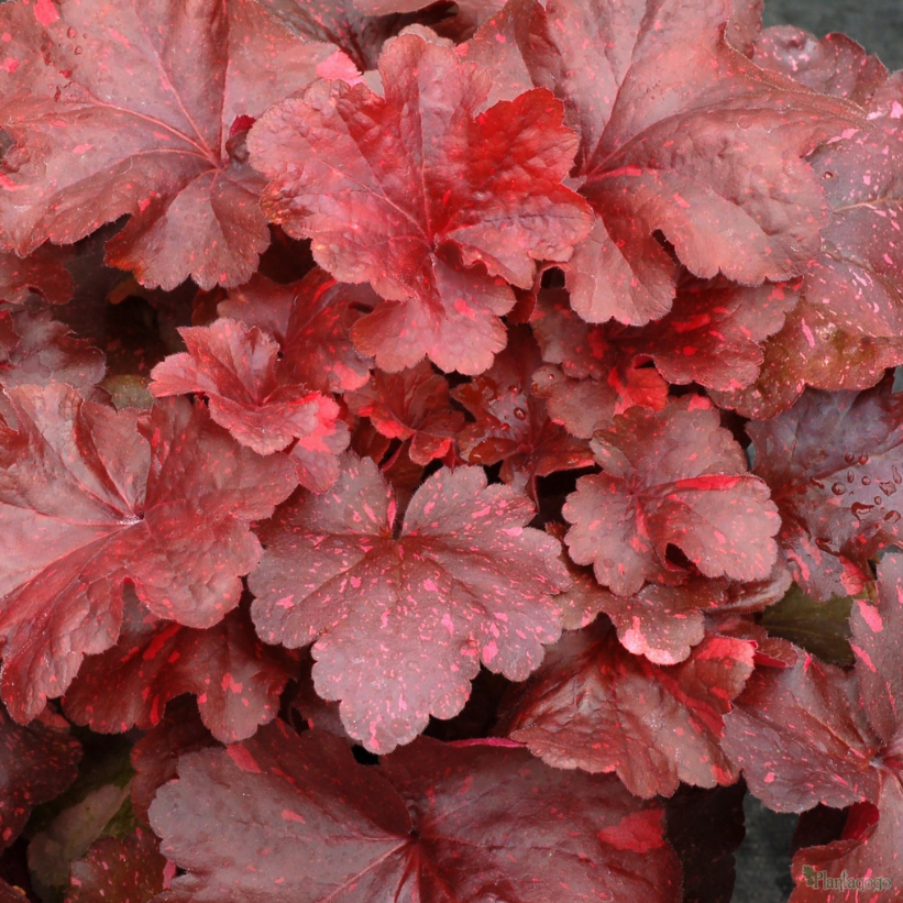 Heucheras