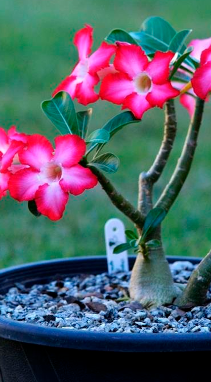 Descubra os Encantos das Plantas Ornamentais de Quintal Simples
