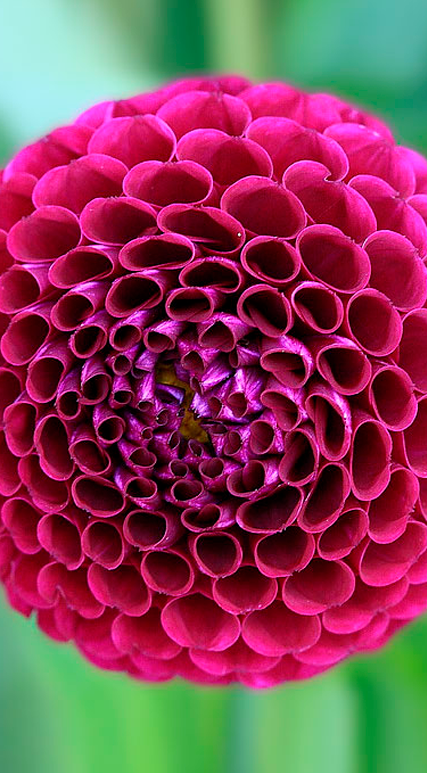 Descubra os Encantos das Plantas Ornamentais de Quintal Simples