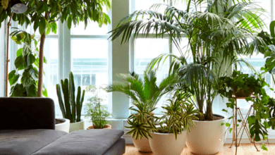 Plantas para Casa