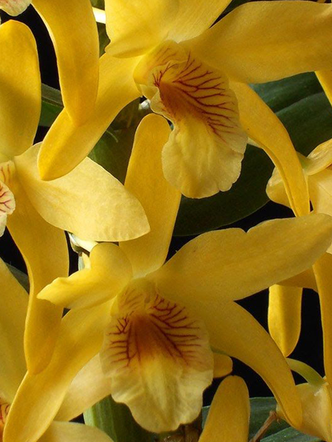 Orquídeas: la guía más completa sobre el cuidado de esta planta