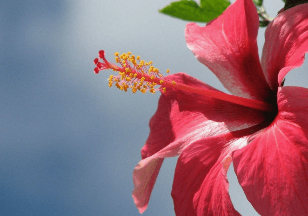 Plantas com Flores Vermelhas