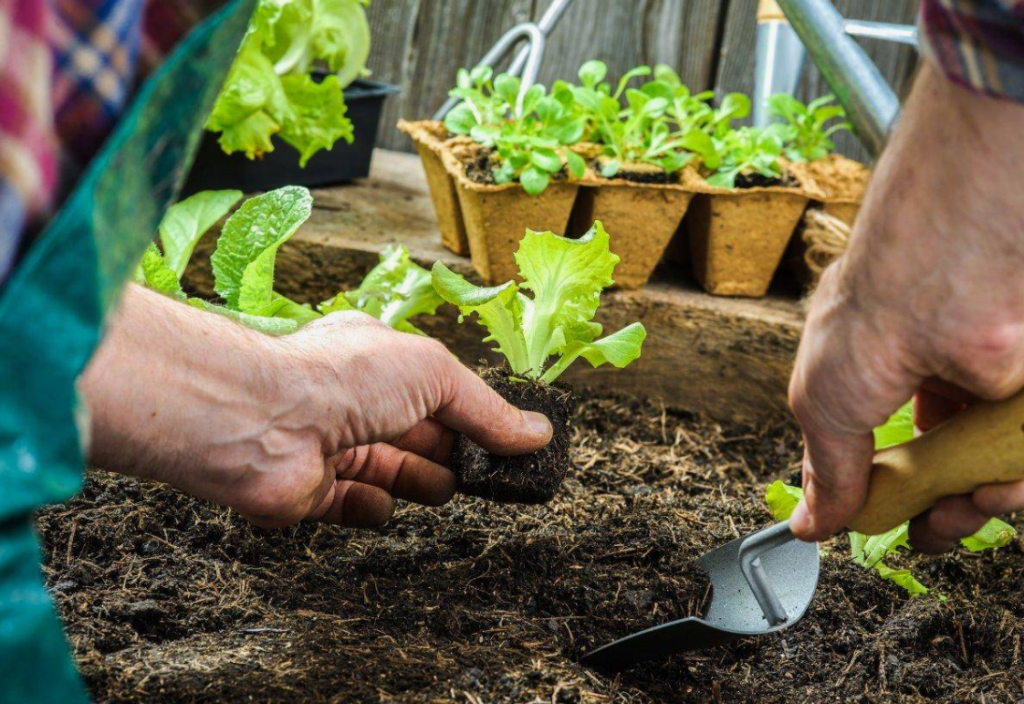 como plantar hortaliças