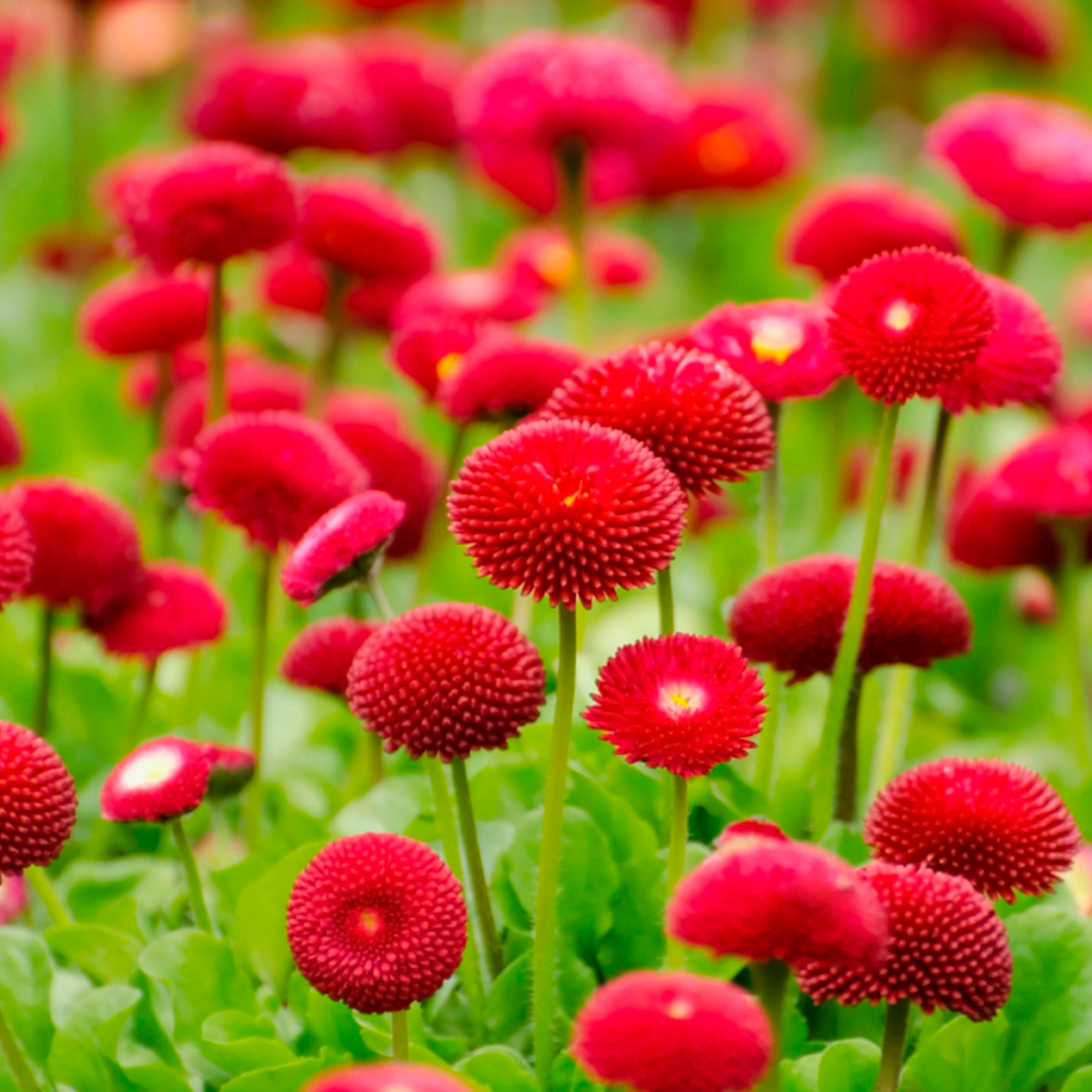 plantas com flores vermelhas