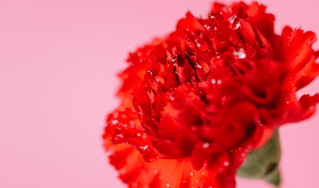 Flores Vermelhas