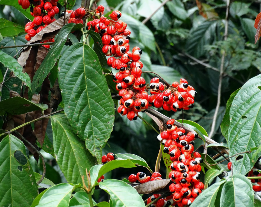 Guaraná Planta