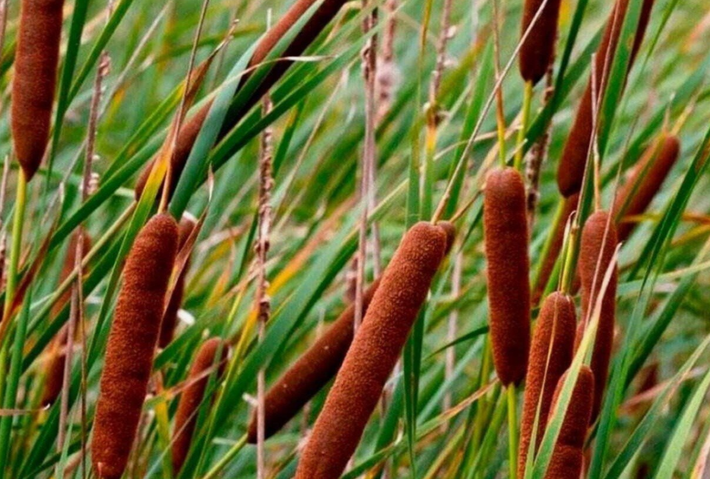 Typha Domingensis: Descubra Tudo sobre a Taboa e seus Usos- Flora Expert