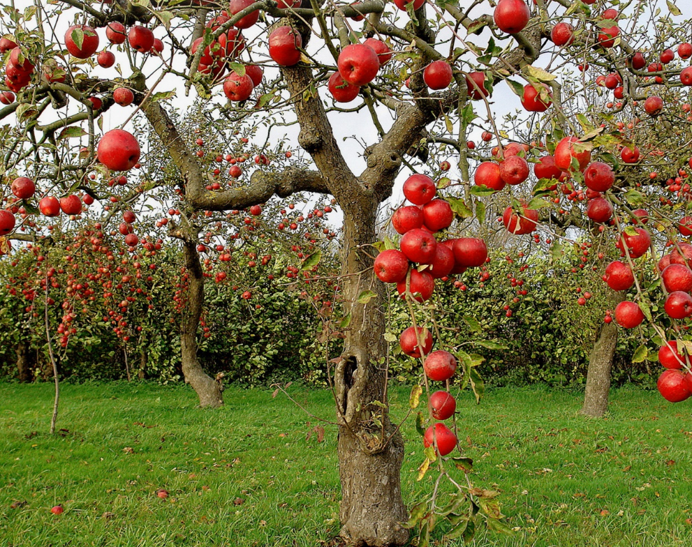 árvores frutíferas anãs