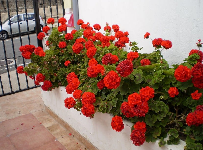 Plantas com Flores Vermelhas para Jardim