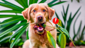 plantas tóxicas para cachorros