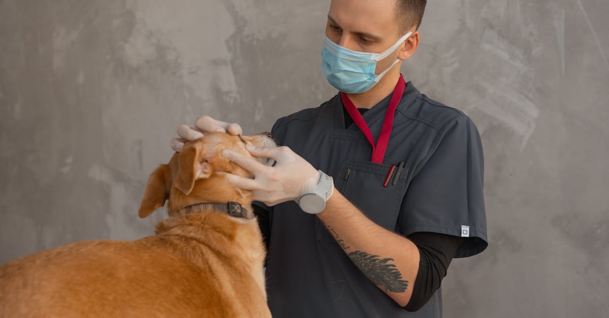 Como Escolher a Melhor Clínica Veterinária para Seu Pet